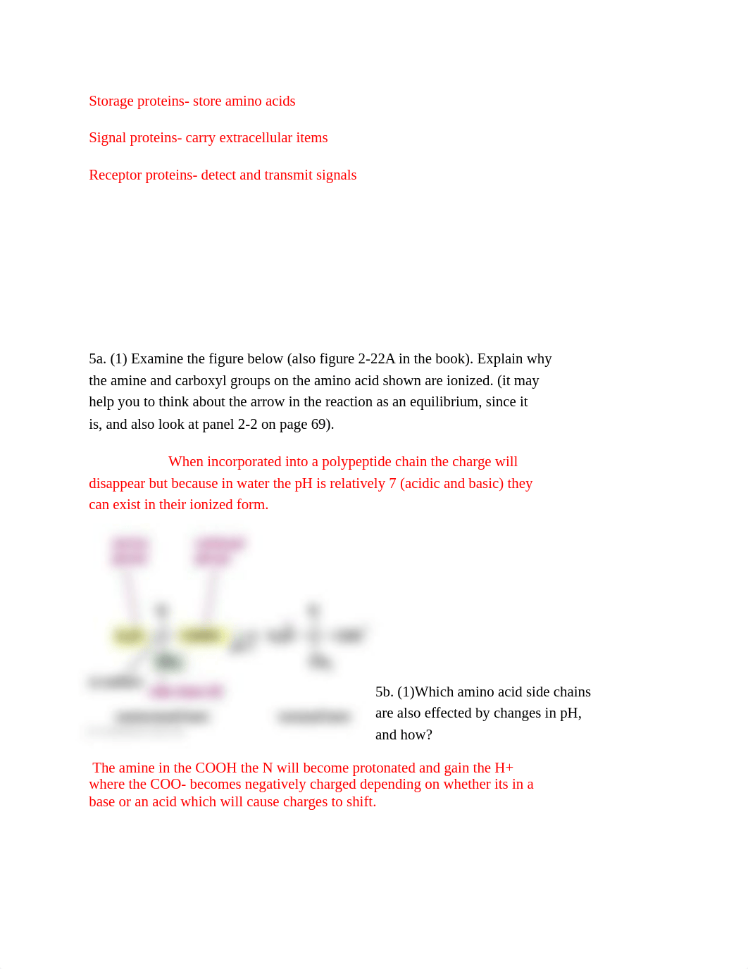 Biomolecules 2.docx_d6tyovsttwe_page3