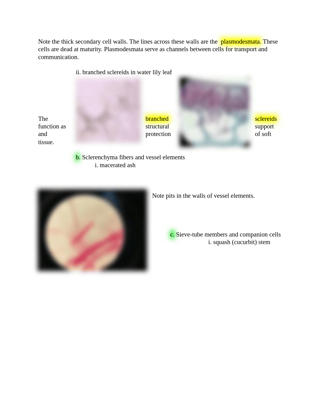 Botany Lab Practical.docx_d6ua0bomajb_page3