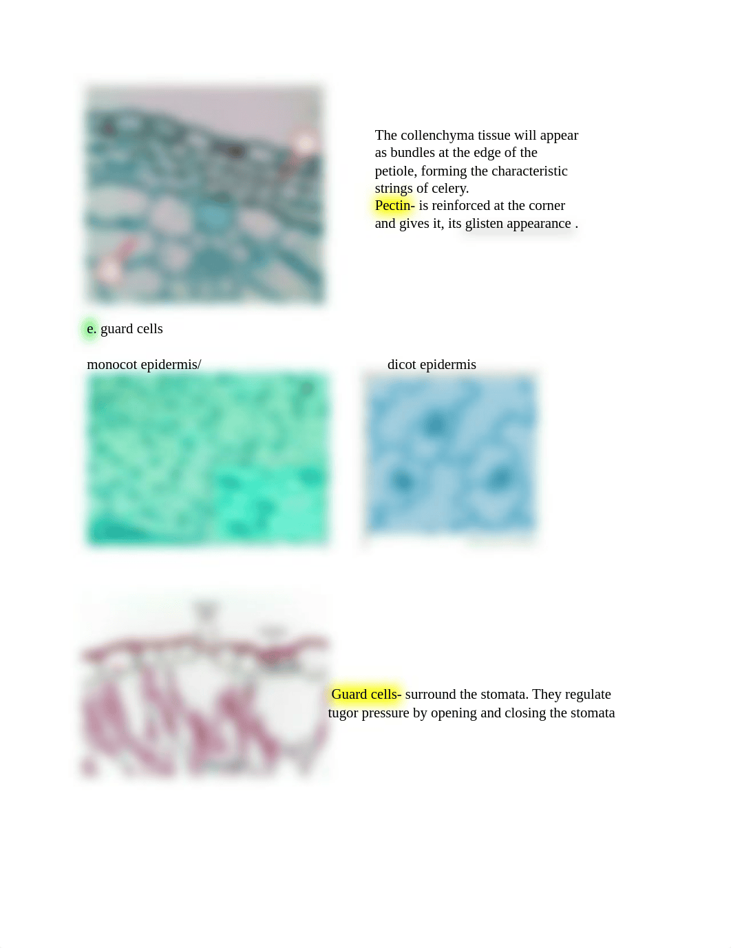 Botany Lab Practical.docx_d6ua0bomajb_page5