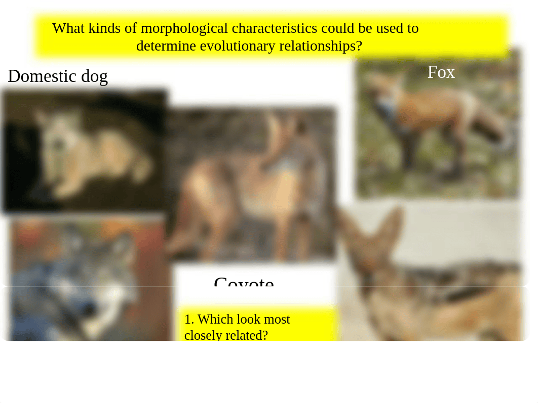 EvolutionaryHistoryMonStegenga.ppt_d6ukva896oi_page2