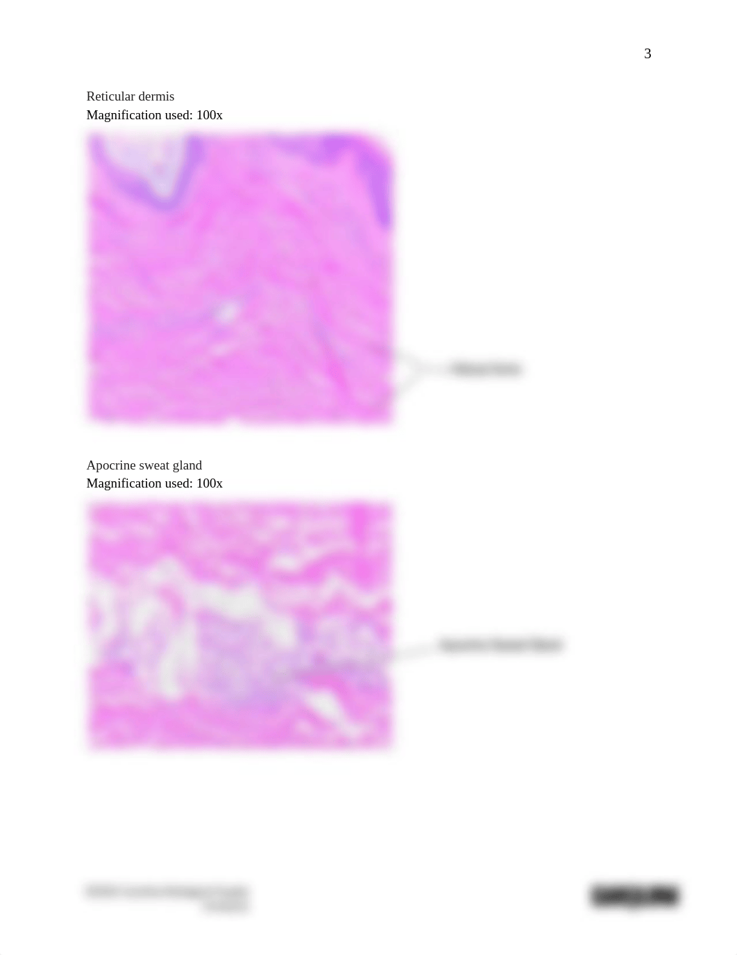 BIO2101 Introduction to Histology_The Skin_Answer sheet.docx.pdf_d6ur0mih8fq_page3