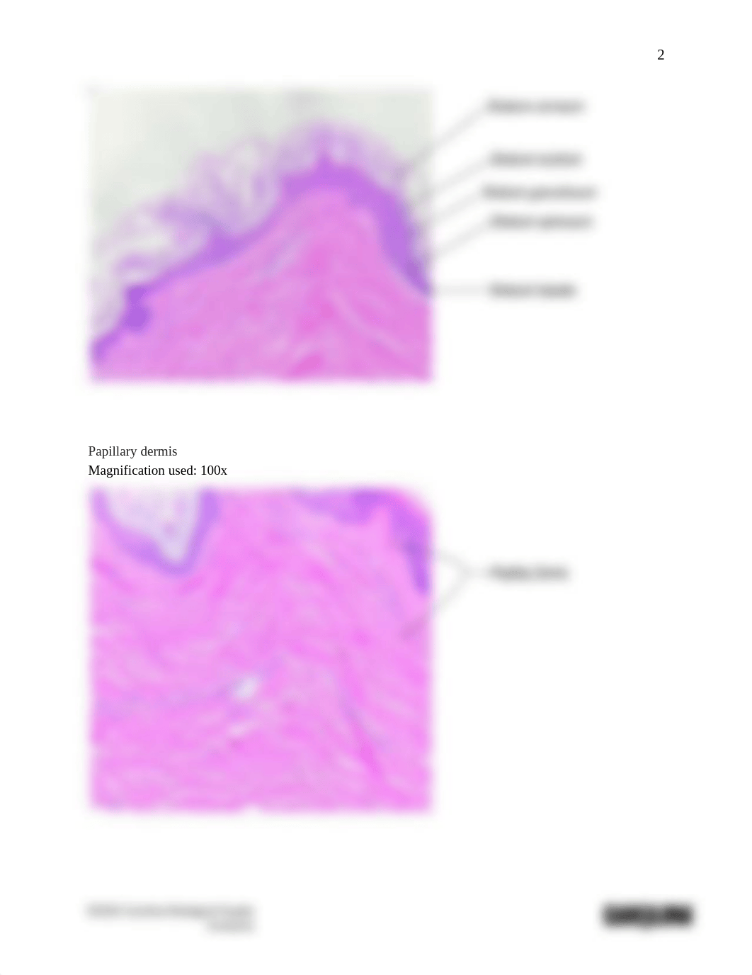 BIO2101 Introduction to Histology_The Skin_Answer sheet.docx.pdf_d6ur0mih8fq_page2