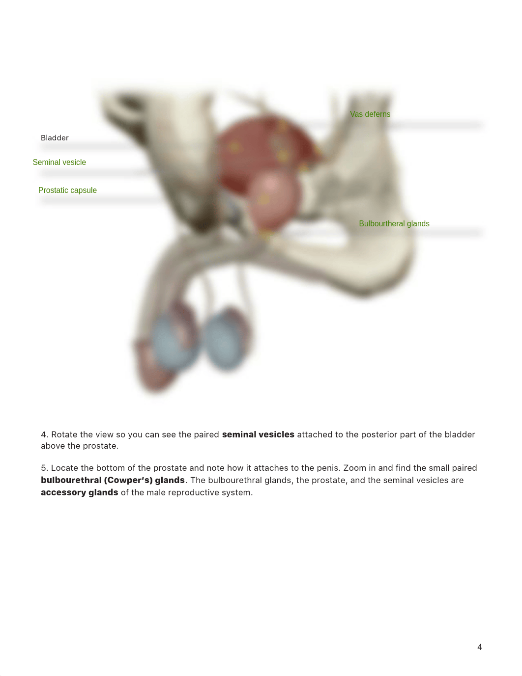 Reproductive_System_PDF Pages 1-14- A&P II.pdf_d6uz29gdc1y_page4