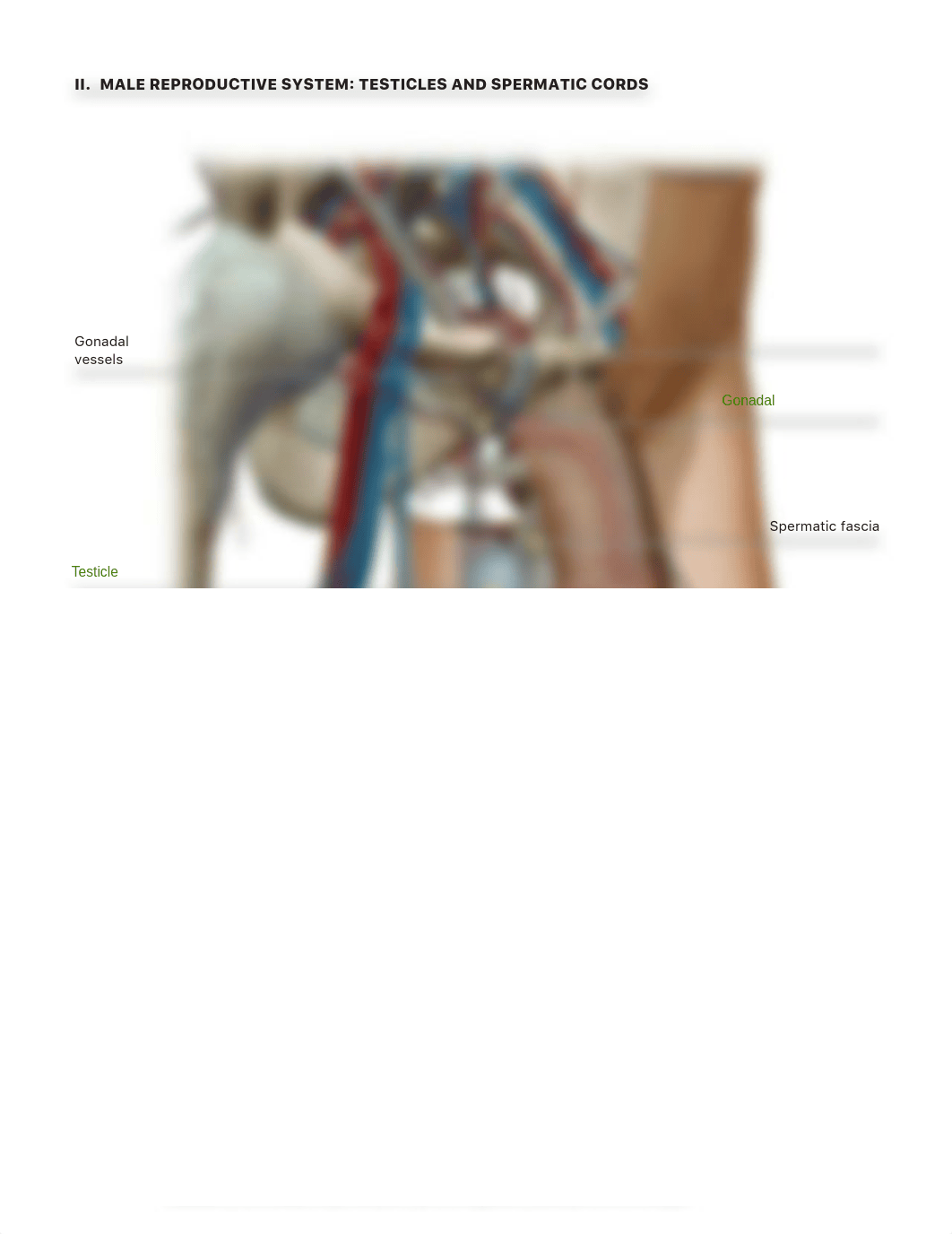 Reproductive_System_PDF Pages 1-14- A&P II.pdf_d6uz29gdc1y_page5