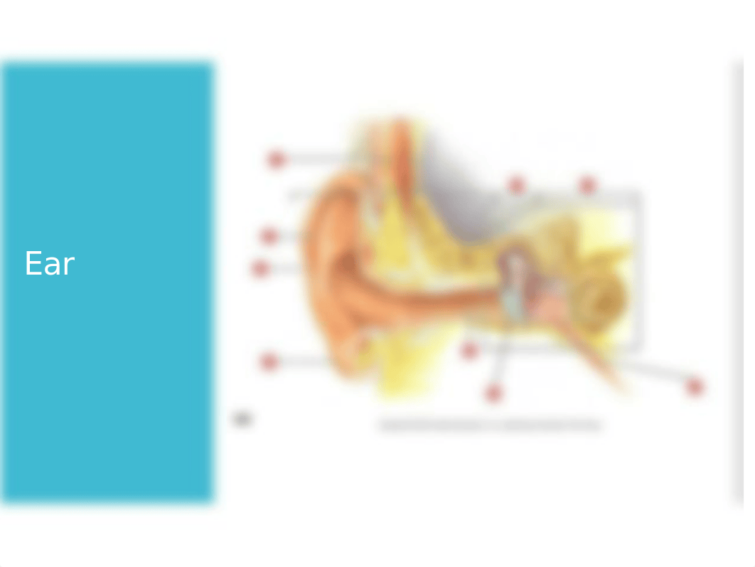 Anatomy and Physiology II Midterm Lab Study Guide.pptx_d6v4iwflcs9_page3