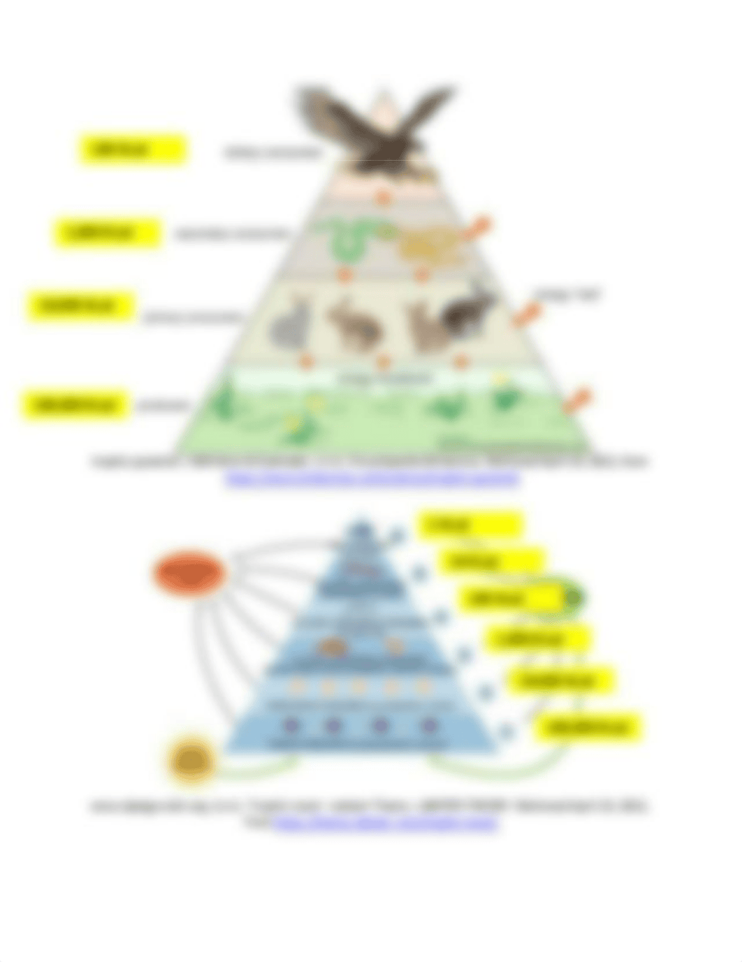 Module 2 Lab Ecology Lab.pdf_d6vlf6qd4az_page2