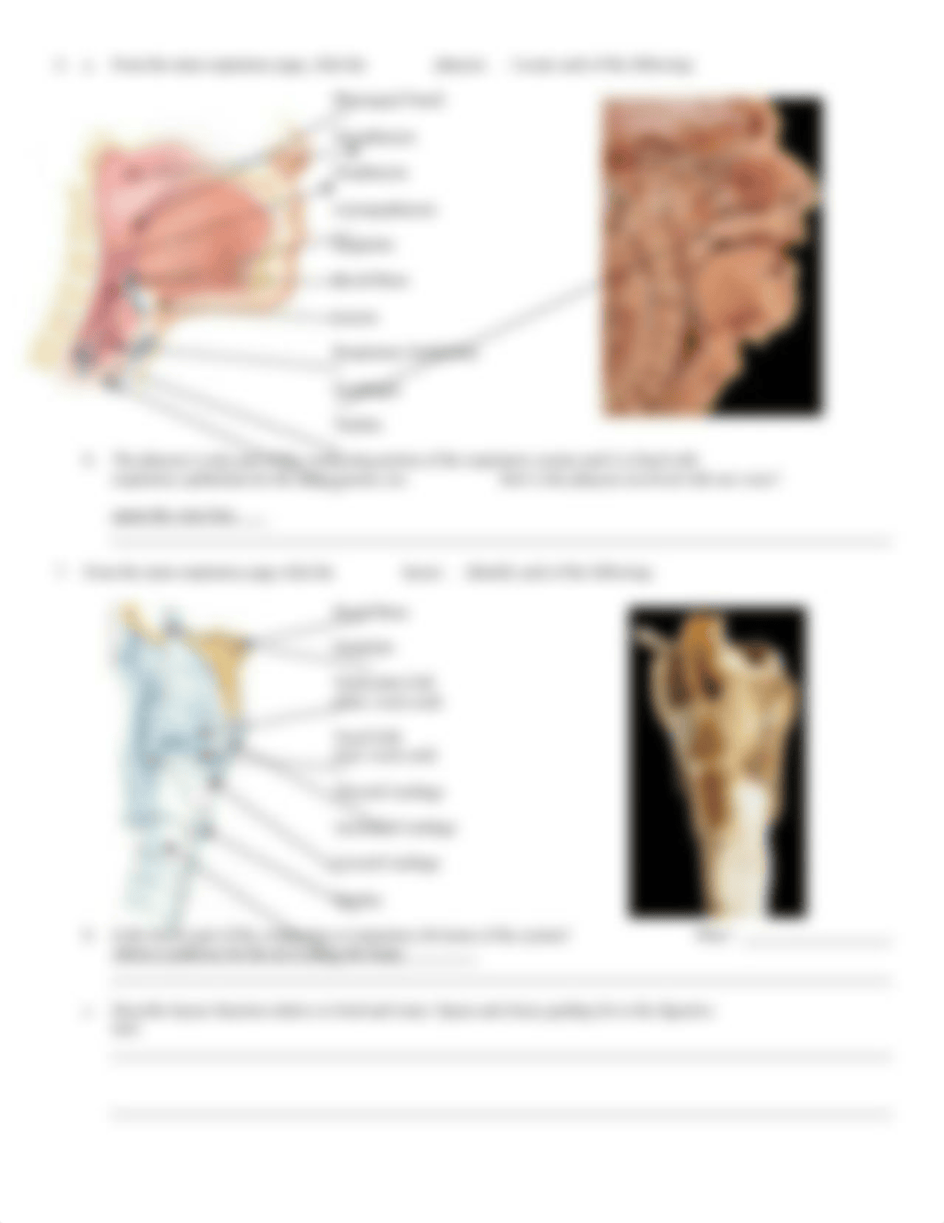 BIO_23_respiratory_organs_overview.doc_d6wgbrao974_page3