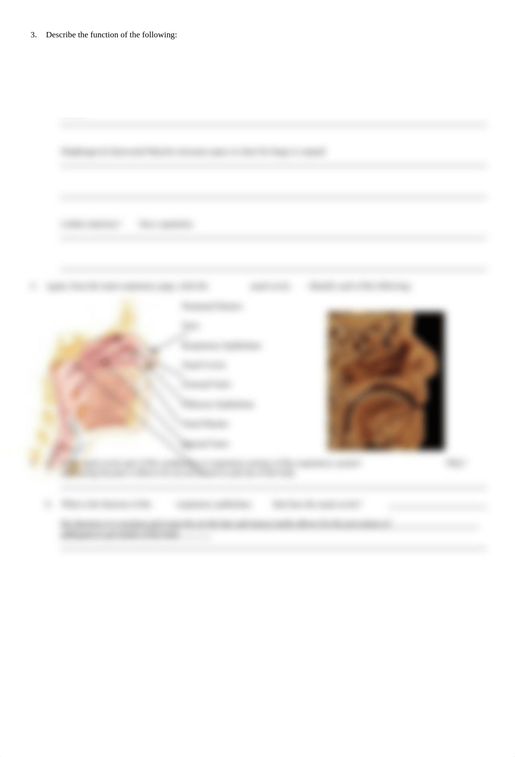 BIO_23_respiratory_organs_overview.doc_d6wgbrao974_page2