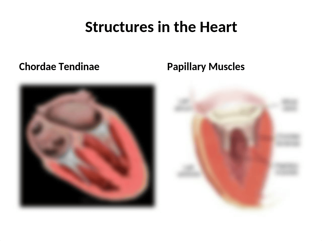 Cardiovascular, Circulatory, & Hematologic Function II.pptx_d6wni5pwerh_page3