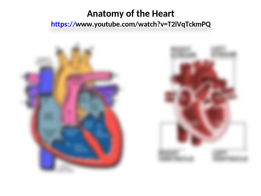 Cardiovascular, Circulatory, & Hematologic Function II.pptx_d6wni5pwerh_page2