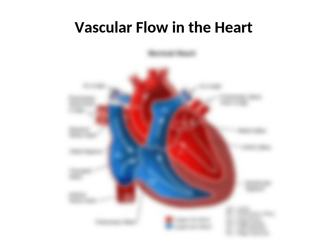 Cardiovascular, Circulatory, & Hematologic Function II.pptx_d6wni5pwerh_page4