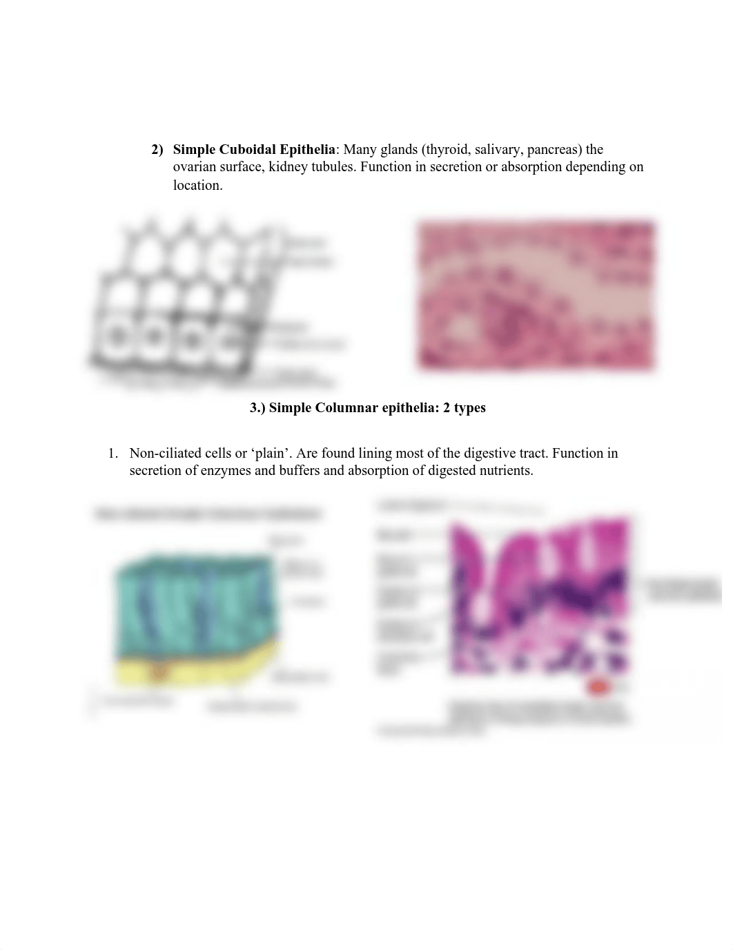 MCB lab study guide.pdf_d6xds9scrj8_page2