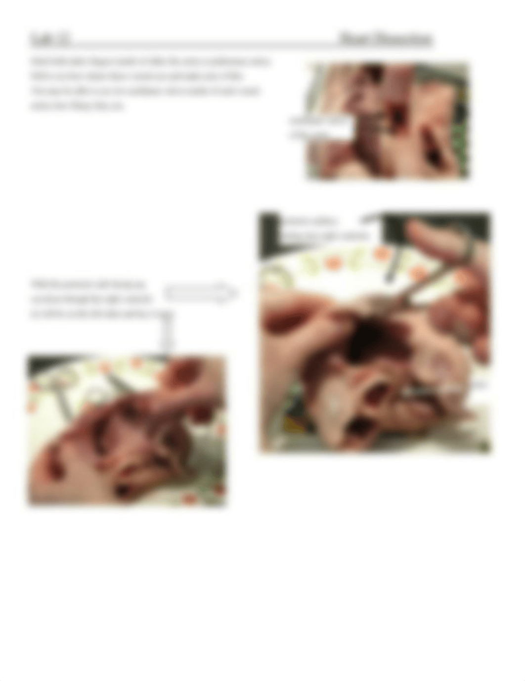 Heart Dissection.pdf_d6xs7kdq78p_page2