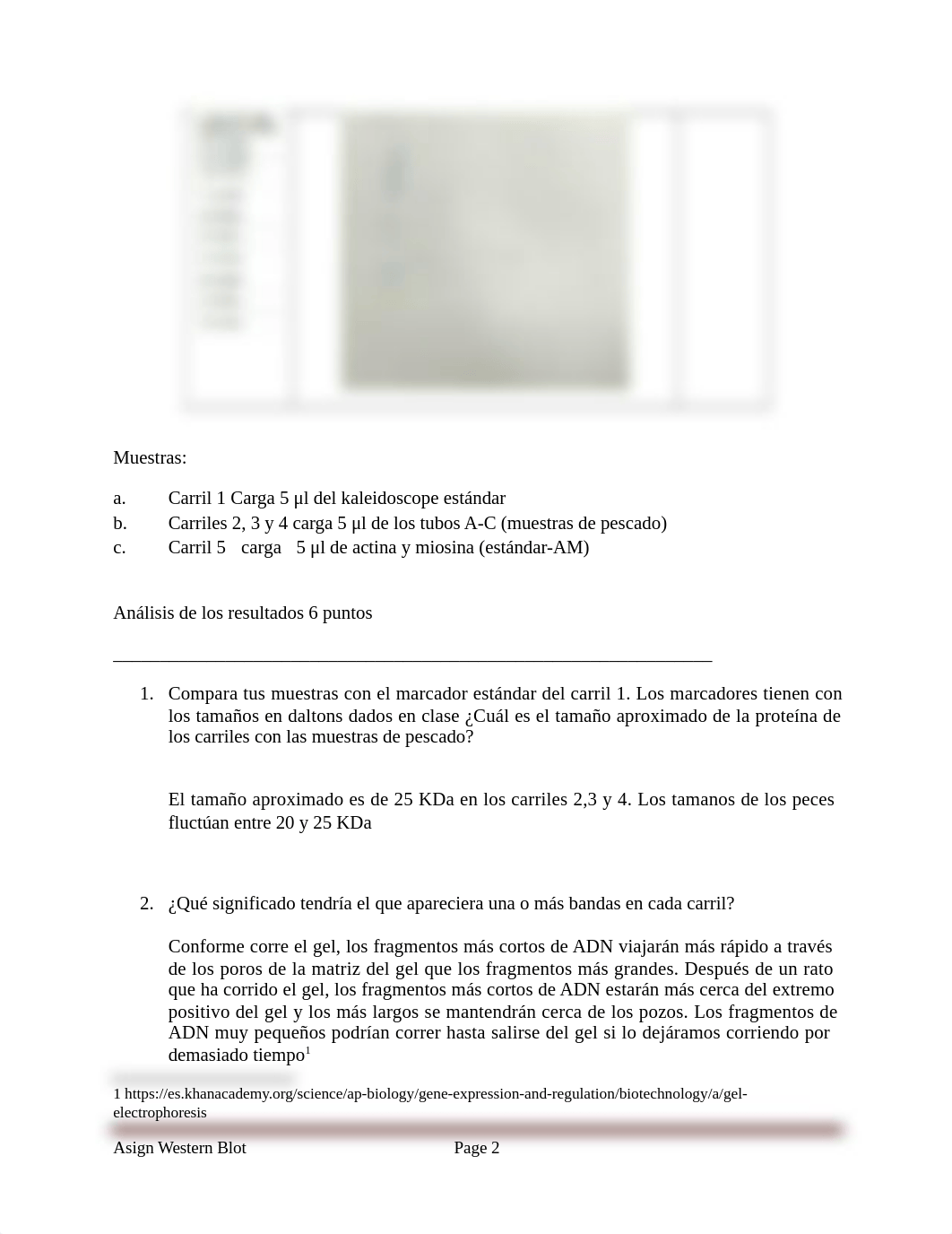 Informe Western Blot final.docx_d6ybj29xqlr_page2