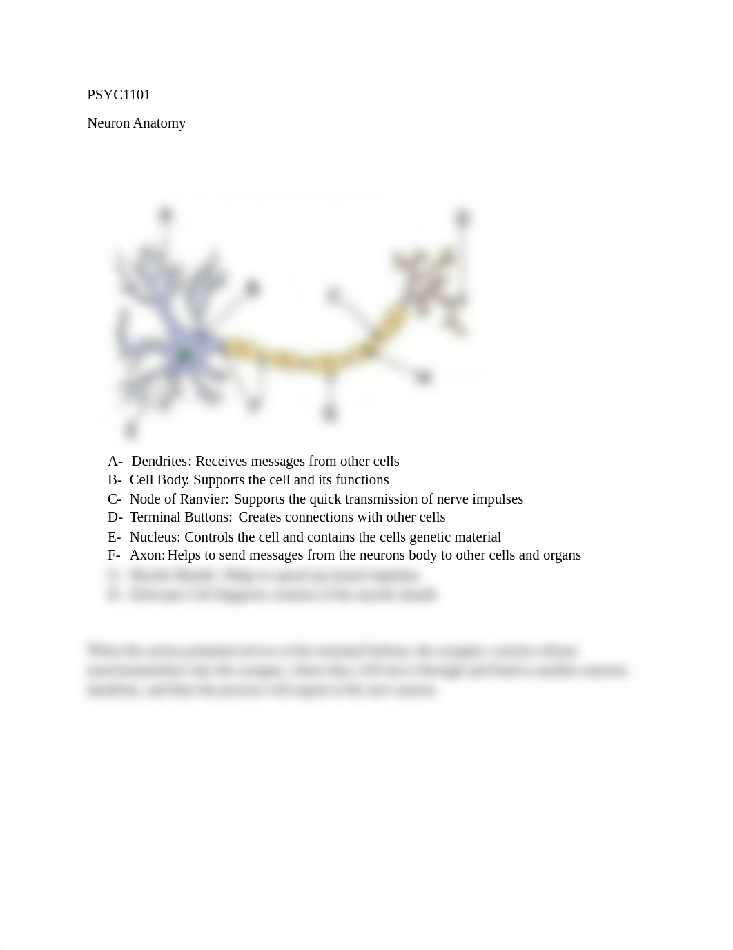 Neuron Anatomy.docx_d6ybritv23a_page1