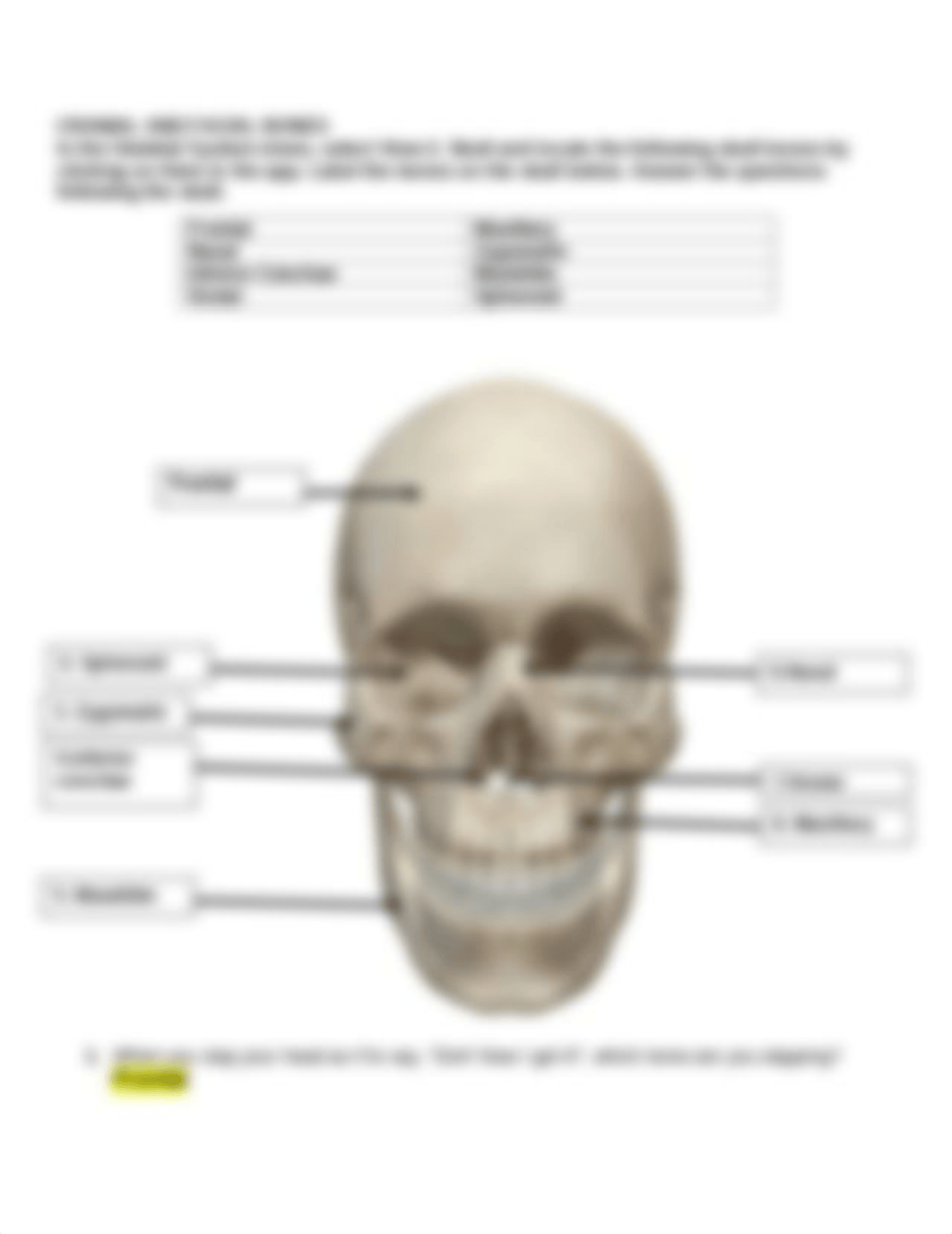 BIO 210 Lab 5 The Skull Finish (1).docx_d6yk6wys73d_page3