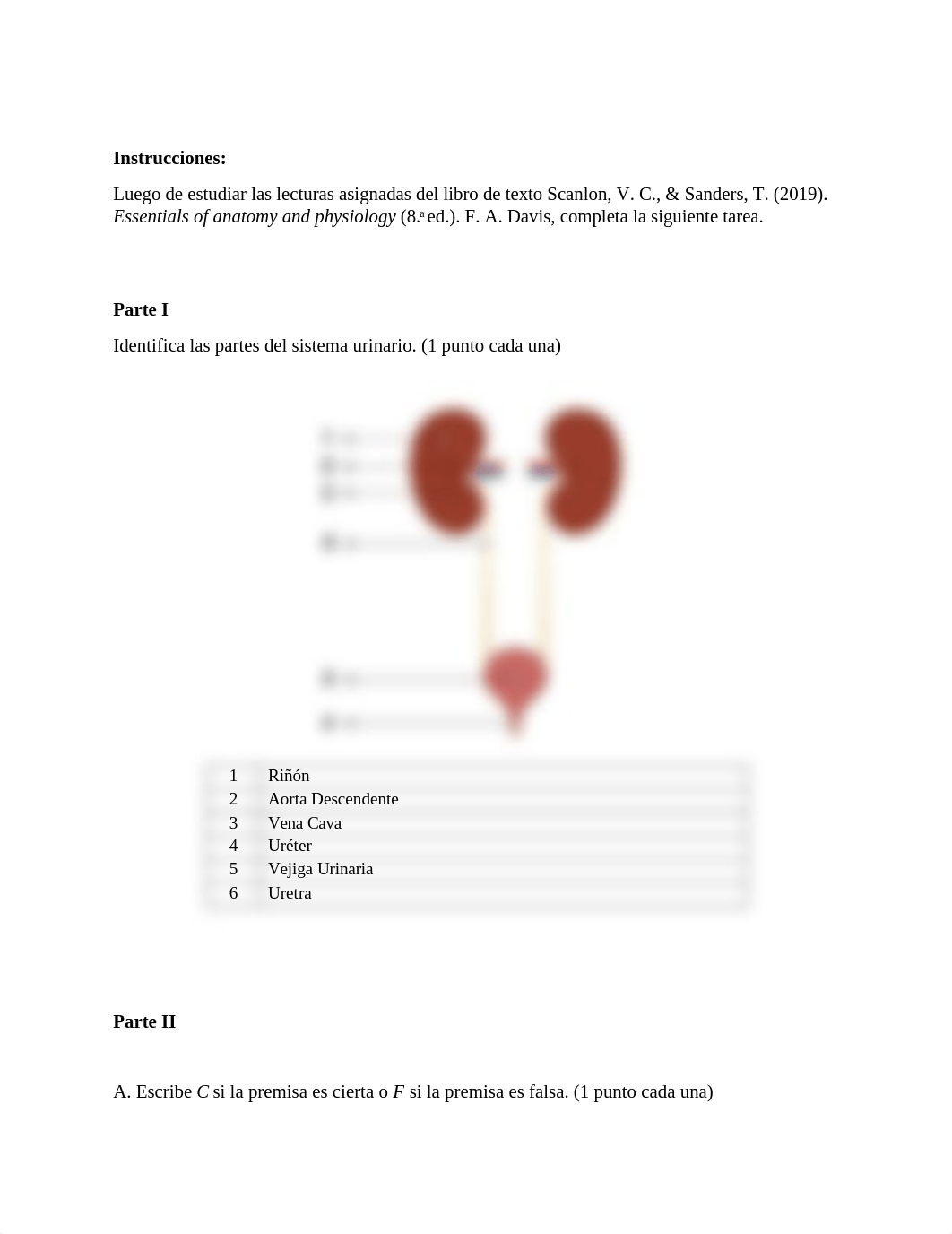 Biol 2000 Tarea 7.1 Sistema urinario.docx_d6ys7wsl3q1_page2