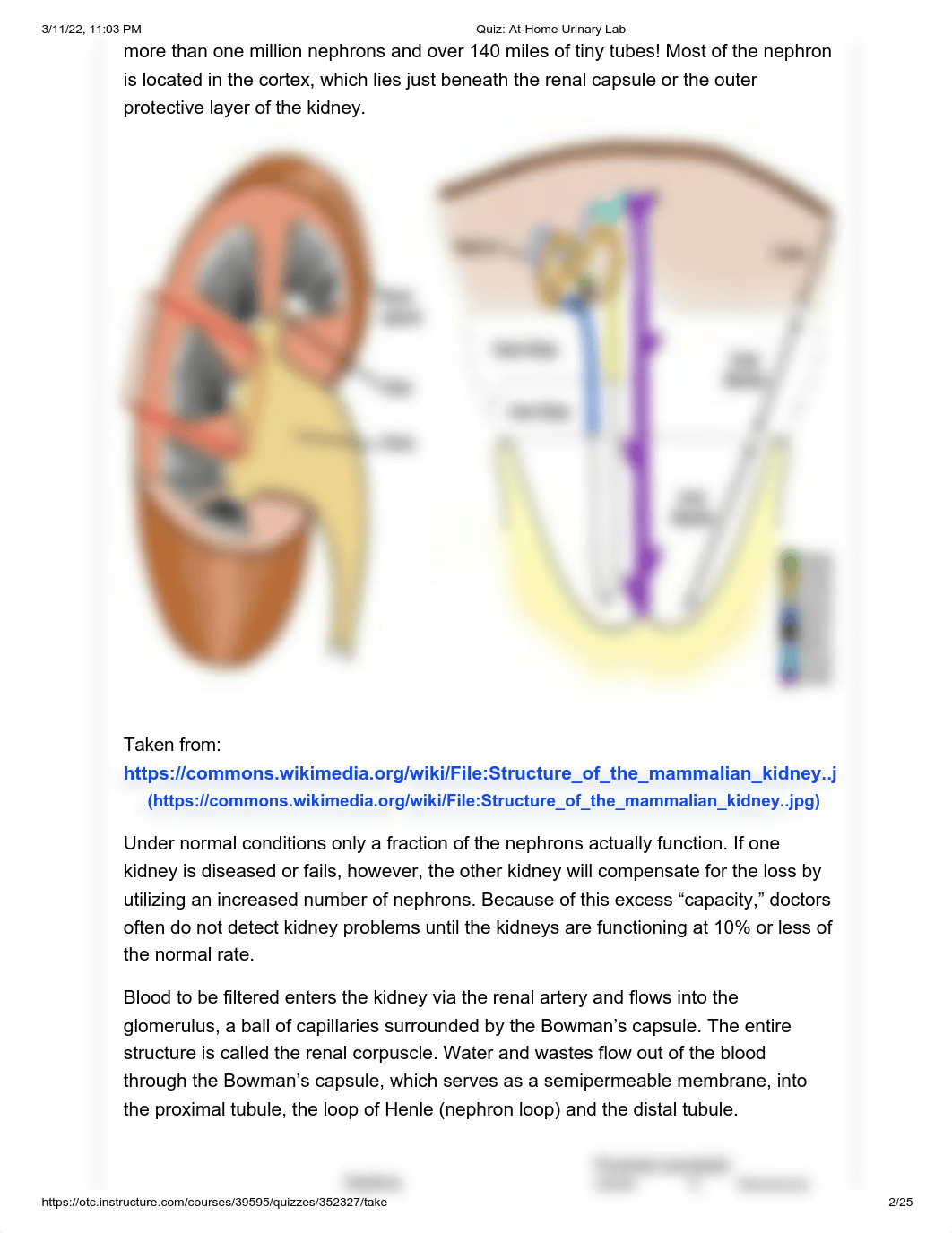 Quiz_ At-Home Urinary Lab.pdf_d6yuy4q9txz_page2