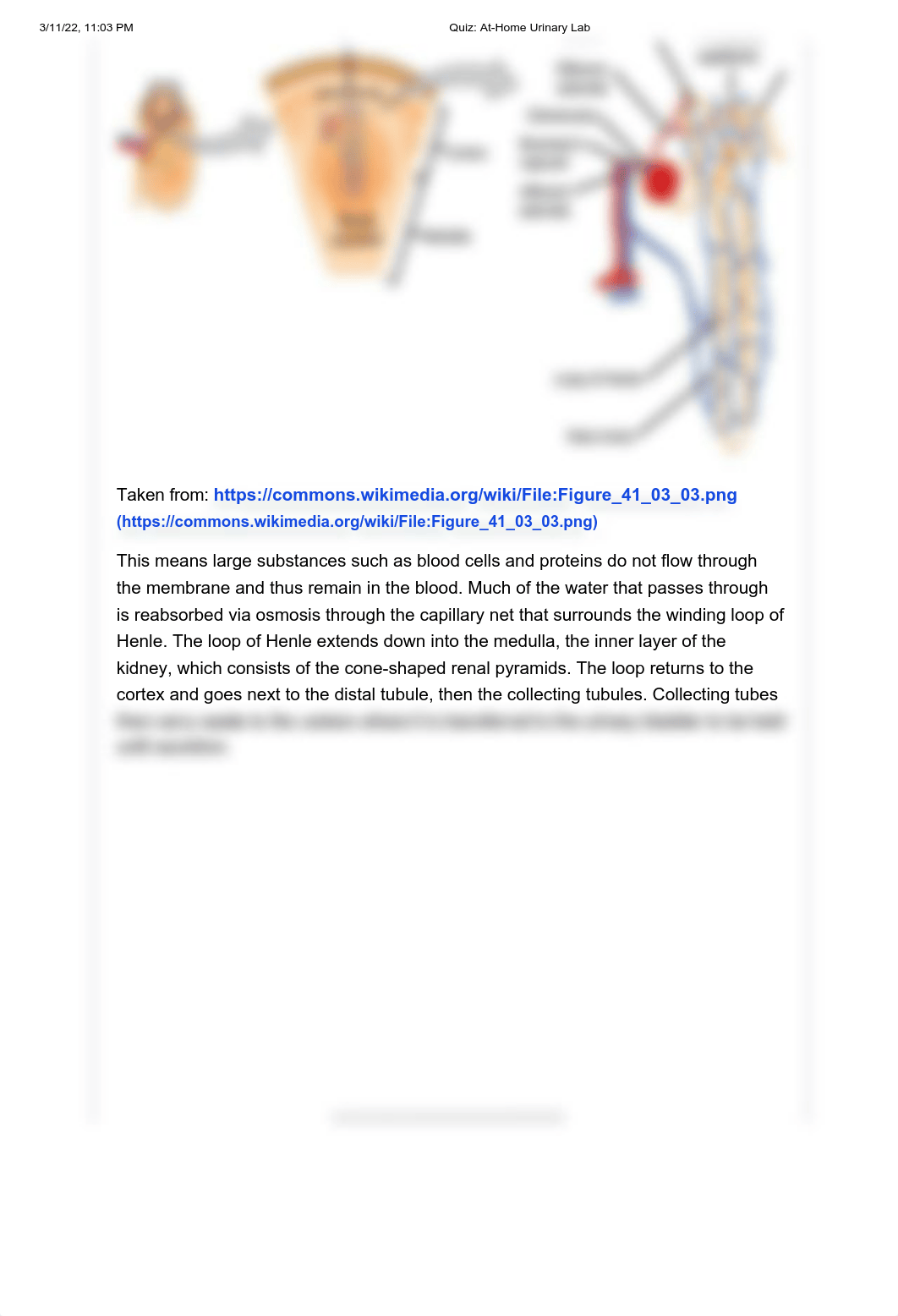 Quiz_ At-Home Urinary Lab.pdf_d6yuy4q9txz_page3