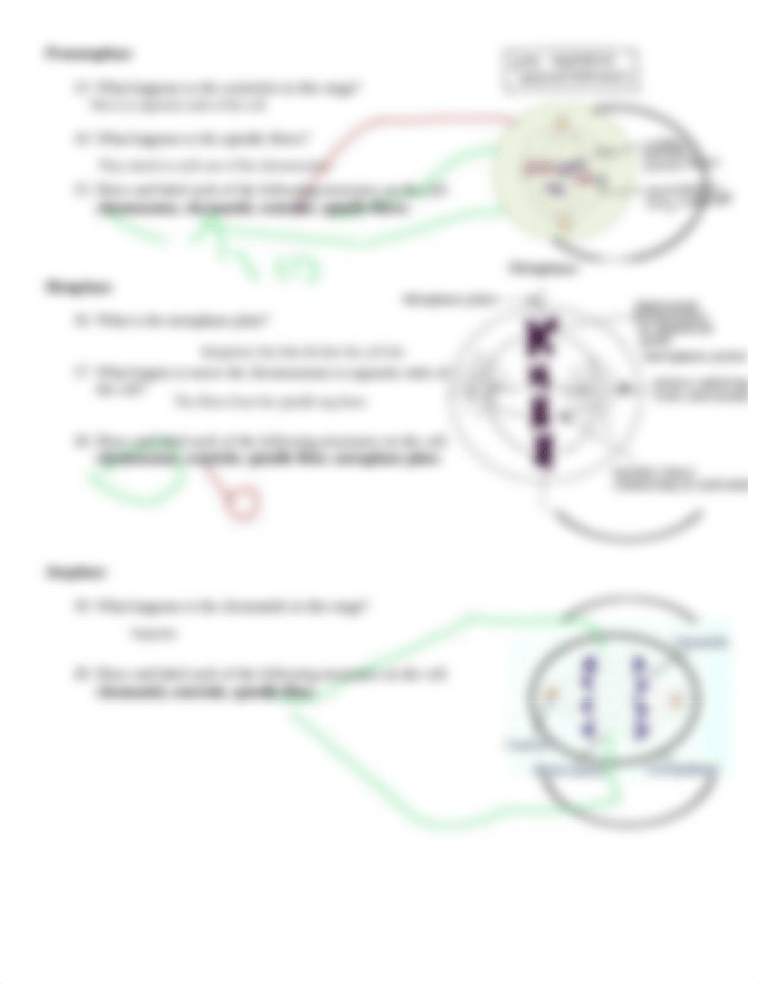 Kami_Export_-_Mackenzie_Taylor_-_Mitosis_PBS_Animation.pdf_d7041rkytvc_page2