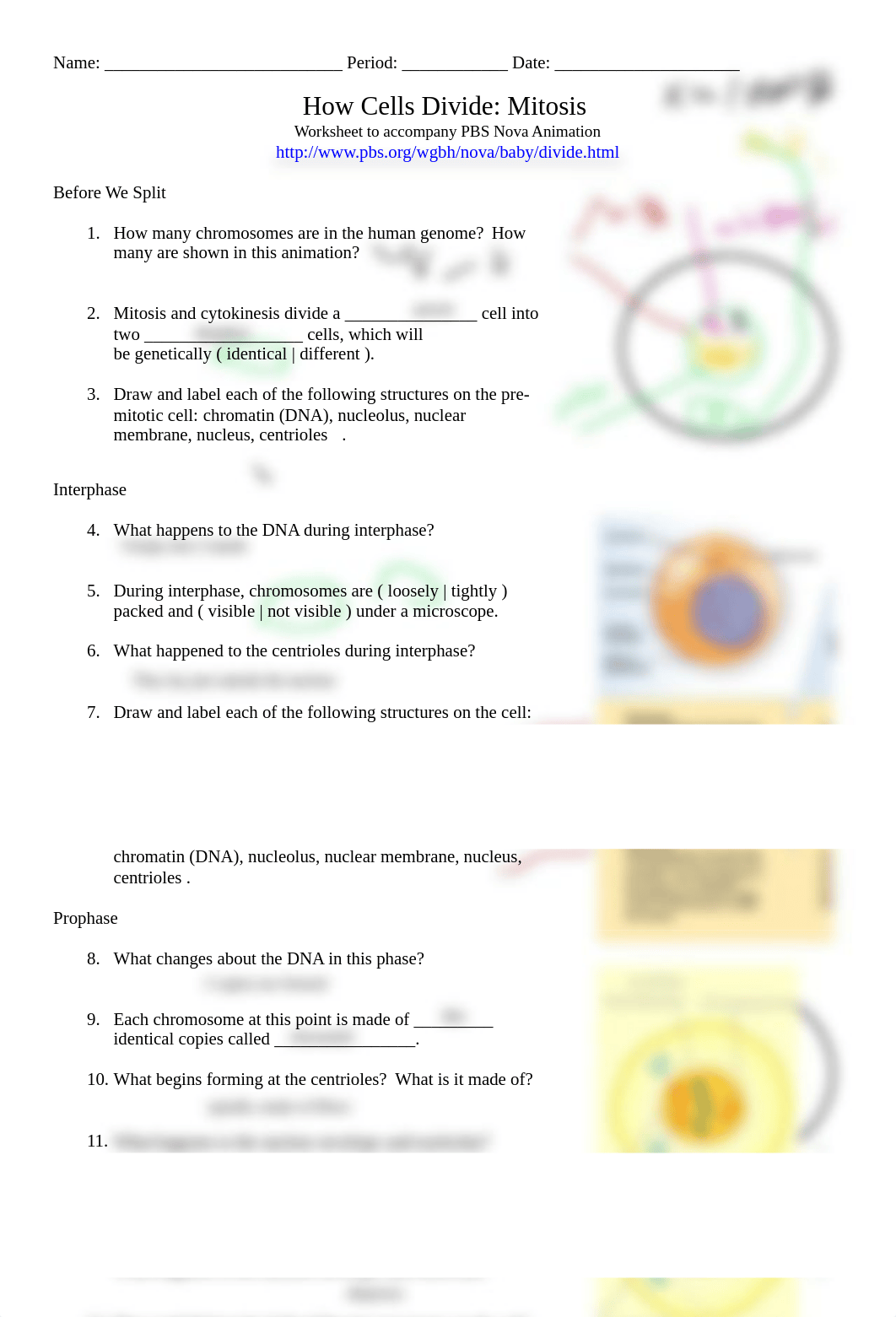 Kami_Export_-_Mackenzie_Taylor_-_Mitosis_PBS_Animation.pdf_d7041rkytvc_page1