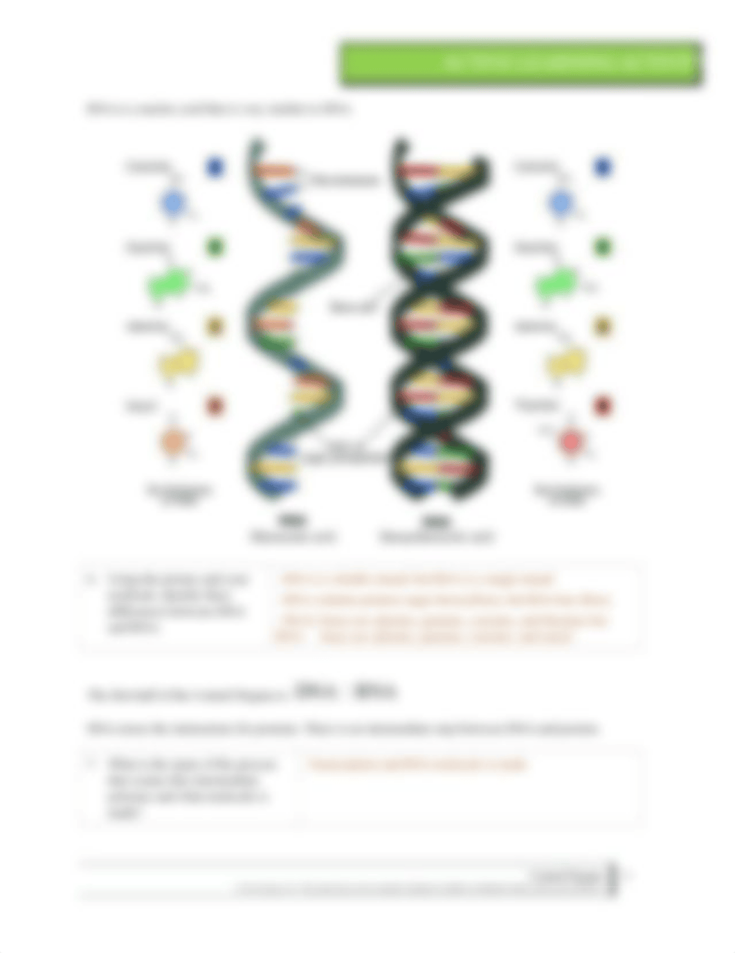 IGB3S_ALA Central Dogma.docx_d70yoa9ifwb_page3