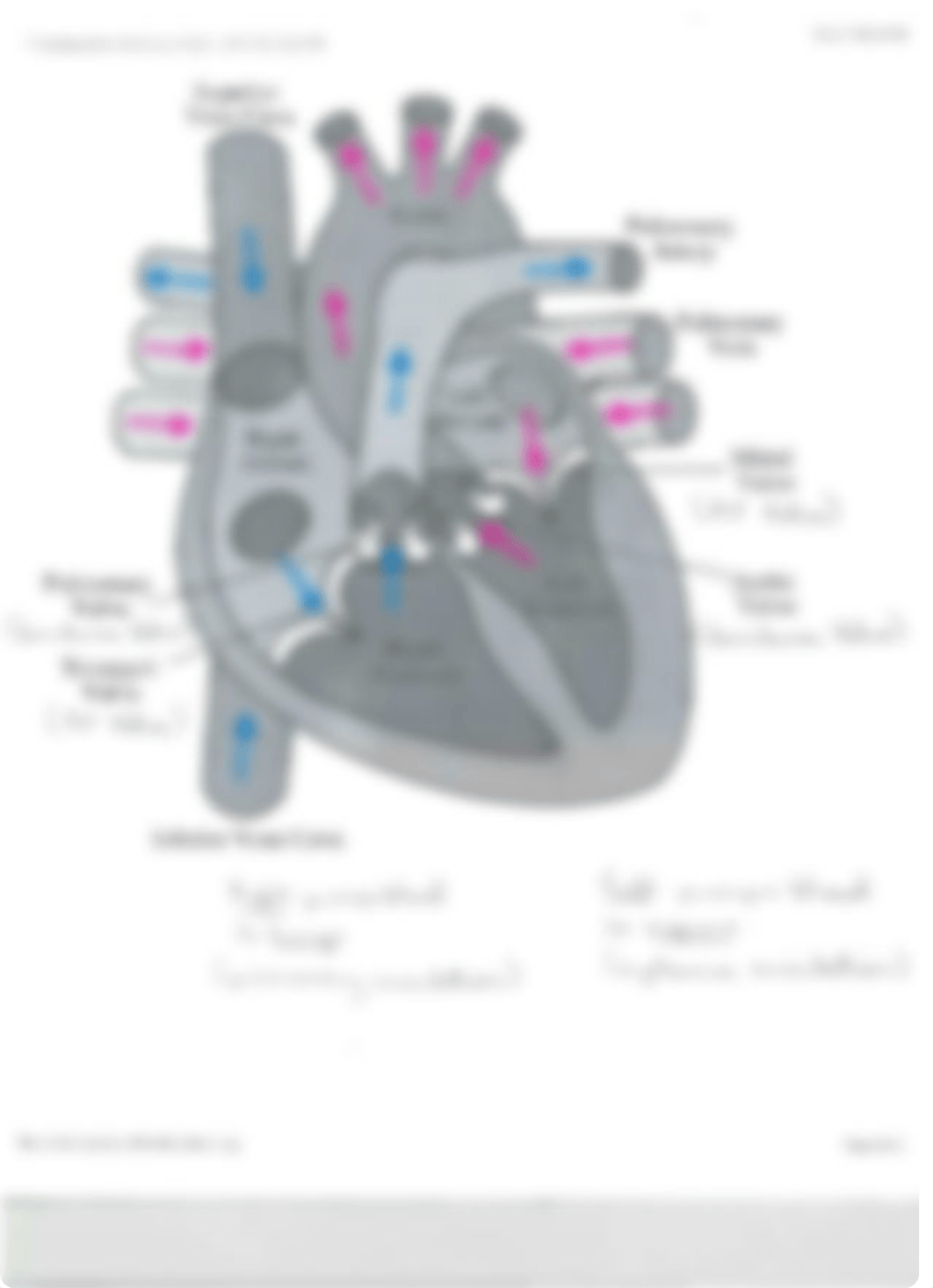 Physio 1 - Exam 2 - Review -Cardiac Cycle and Stroke Volume.pdf_d70zeo5jx7p_page1