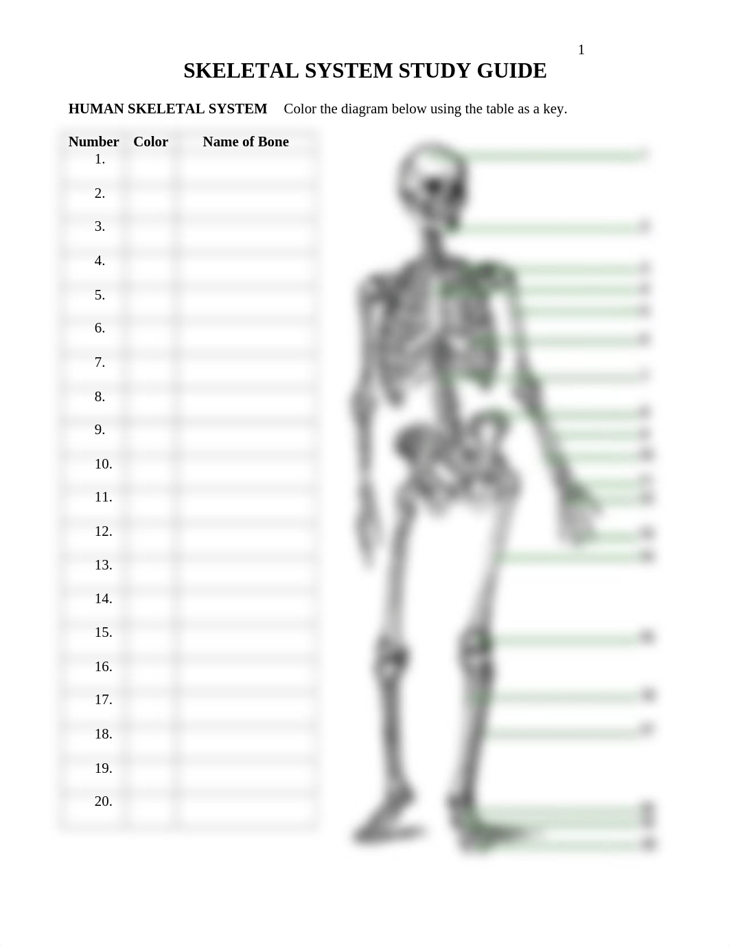 Skeletal_System_Study_Guide.pdf_d71degghcb4_page1