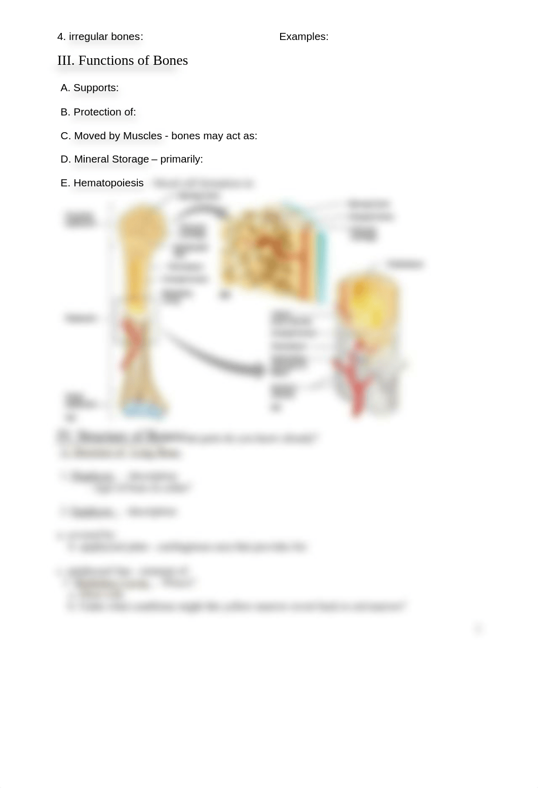 SG BIO201 CH 6 Bones.doc_d72wnfwplct_page2