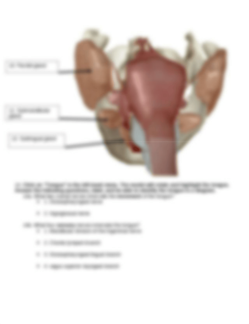 BIO 211 Lab 7 Online Lab Activity YTC Complete.docx_d73138ux6gg_page4