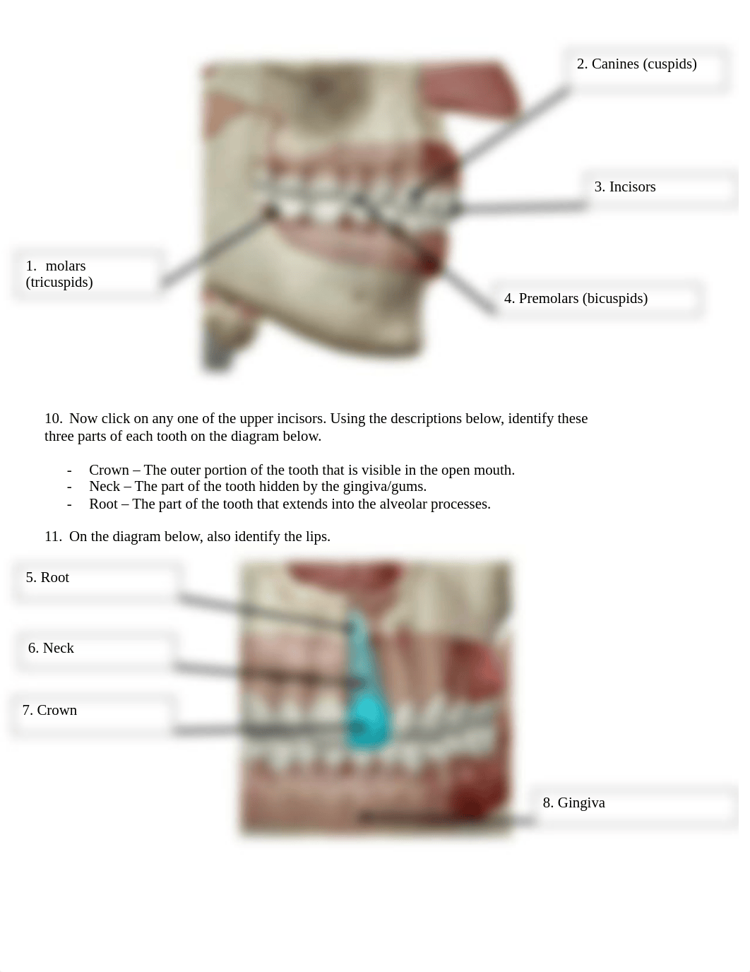 BIO 211 Lab 7 Online Lab Activity YTC Complete.docx_d73138ux6gg_page2