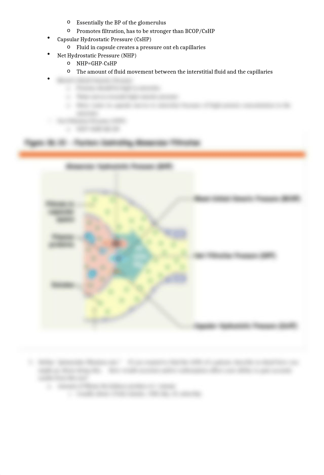 Urinary System.docx_d746eezwej2_page2