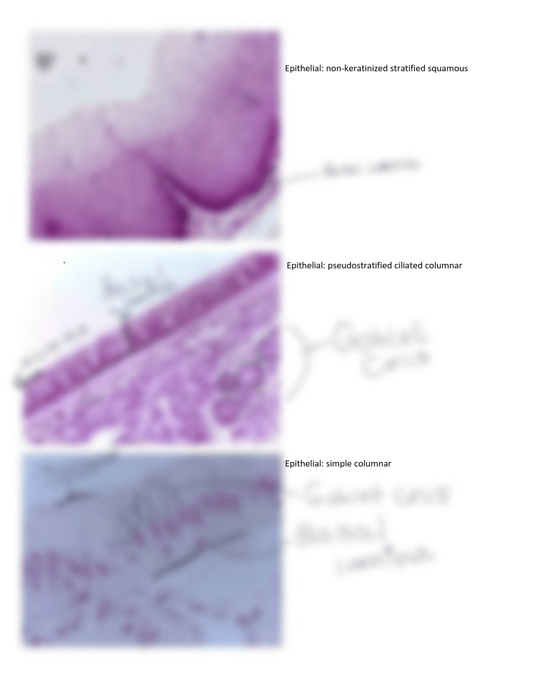 Anatomy lab practical 1 study guide.pdf_d74k9wwud8v_page1