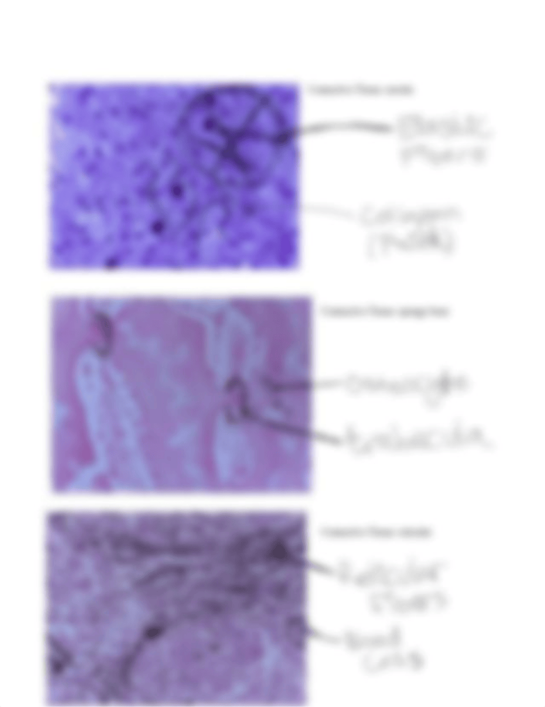 Anatomy lab practical 1 study guide.pdf_d74k9wwud8v_page5