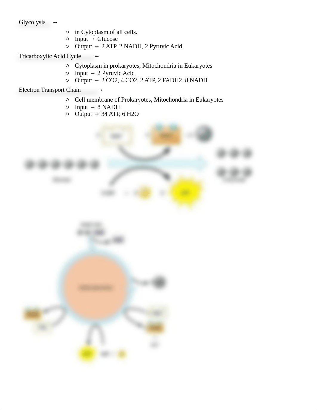 Exam 3-2.docx_d74pl0t096u_page4