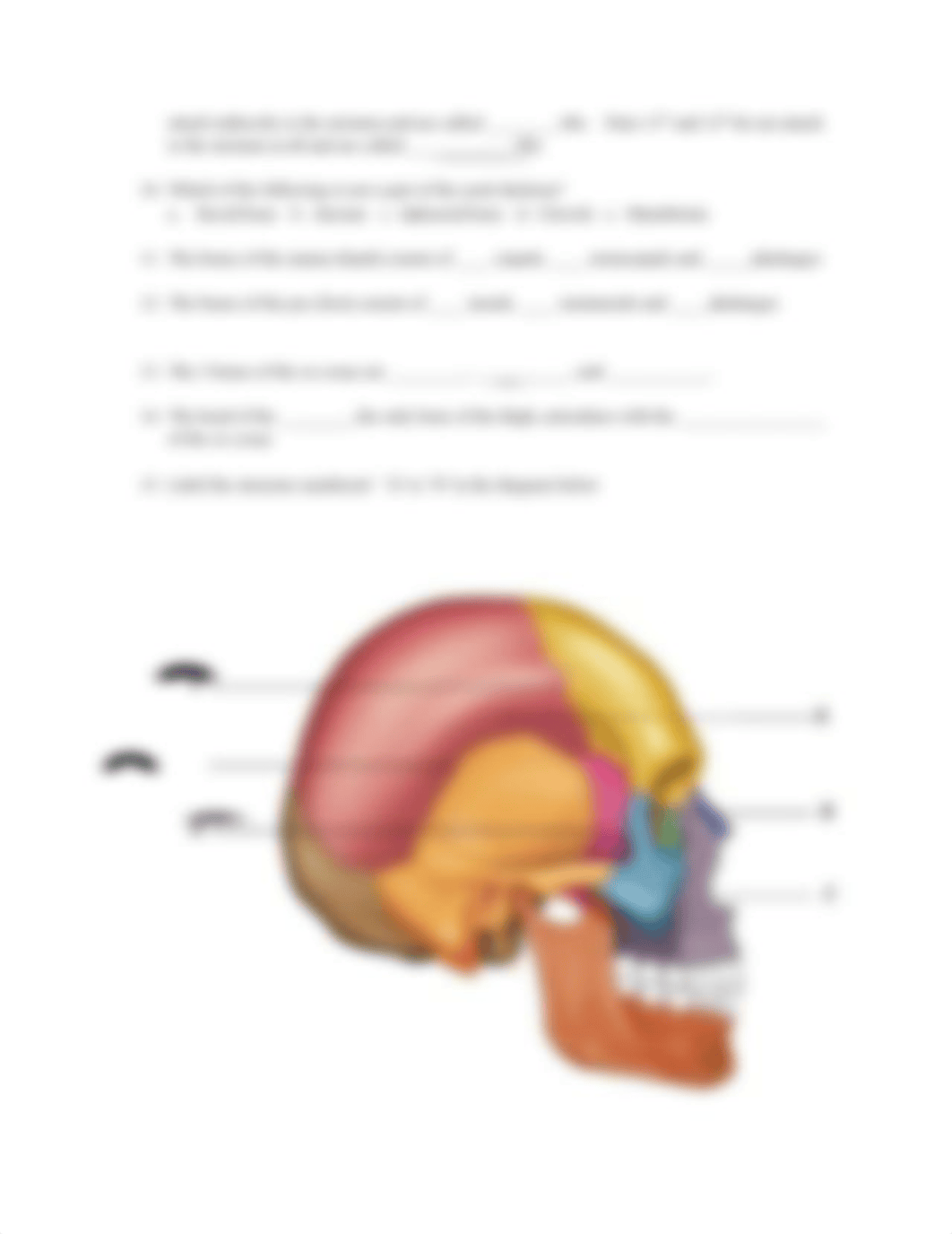 BIOL 103 Skeletal Systems Lab 2020.pdf_d75o6i6e6ot_page3