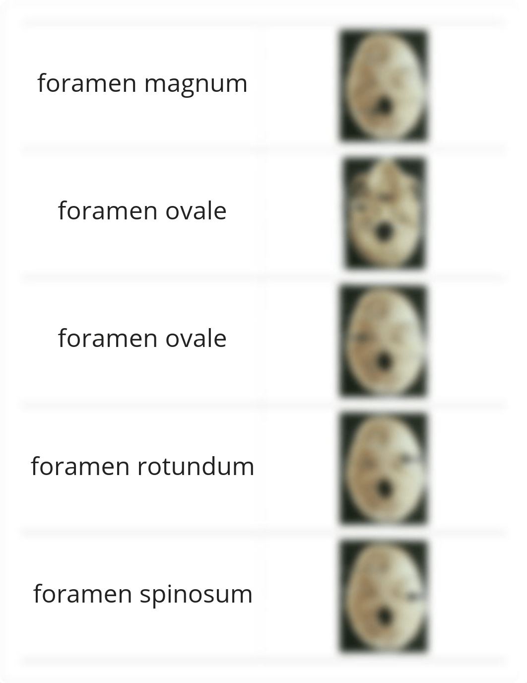 bio 231 RIC Skull Lab 1_d75qoa2kdp3_page4