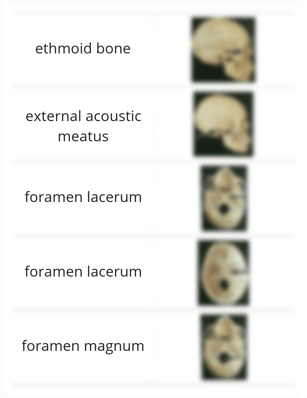 bio 231 RIC Skull Lab 1_d75qoa2kdp3_page3