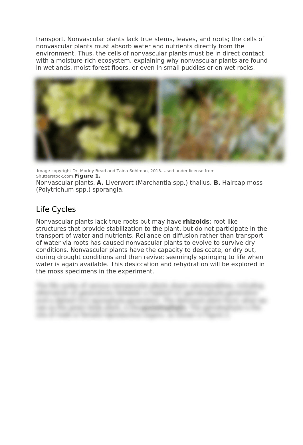 Simple Plants and Gymnosperms Lab 4 Exploration.docx_d75w0xc233d_page2