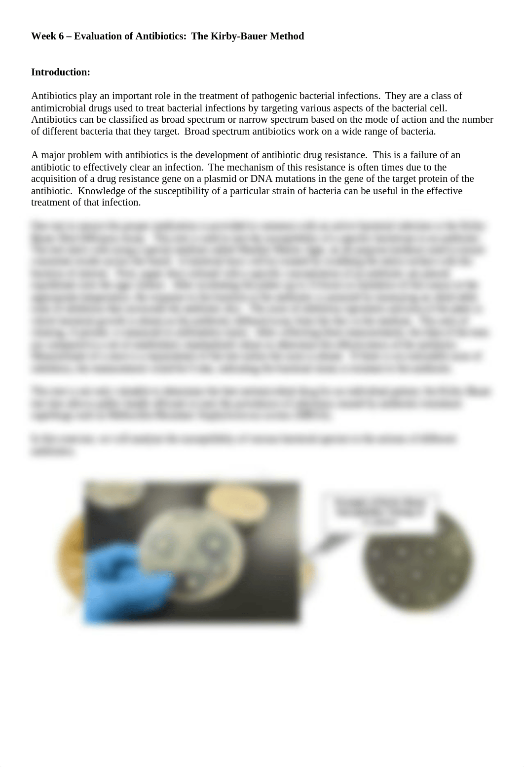 Week 6 -- Kirby-Bauer Antibiotic Susceptibility Testing (3).docx_d7660qvjb1h_page1