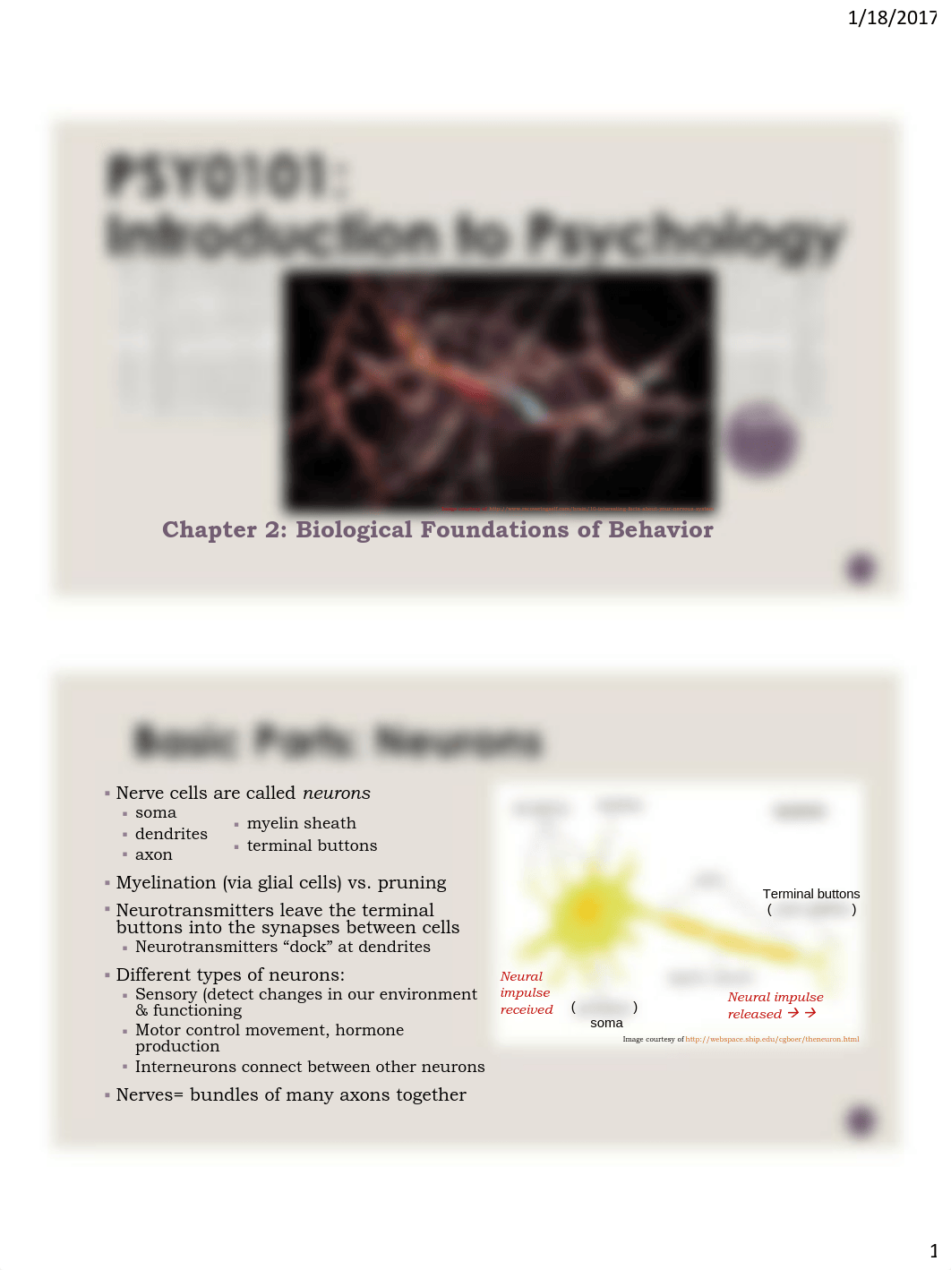 Chapter 2 (Biological Foundations of Behavior).pdf_d76opdblno1_page1