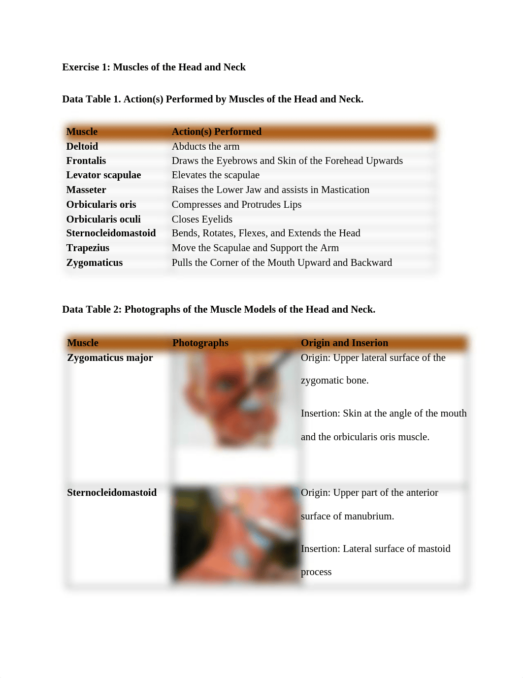 Gross Anatomy of the Muscular System.docx_d76uavx9si7_page1