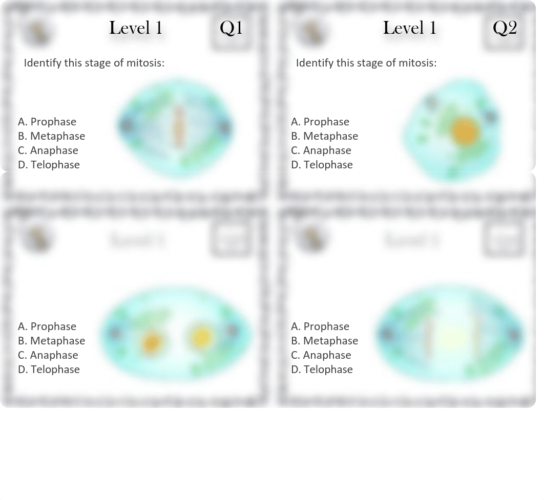 Allison Miller - 04 - Student Mitosis and Meiosis Activity.pdf_d76wk33jroz_page3