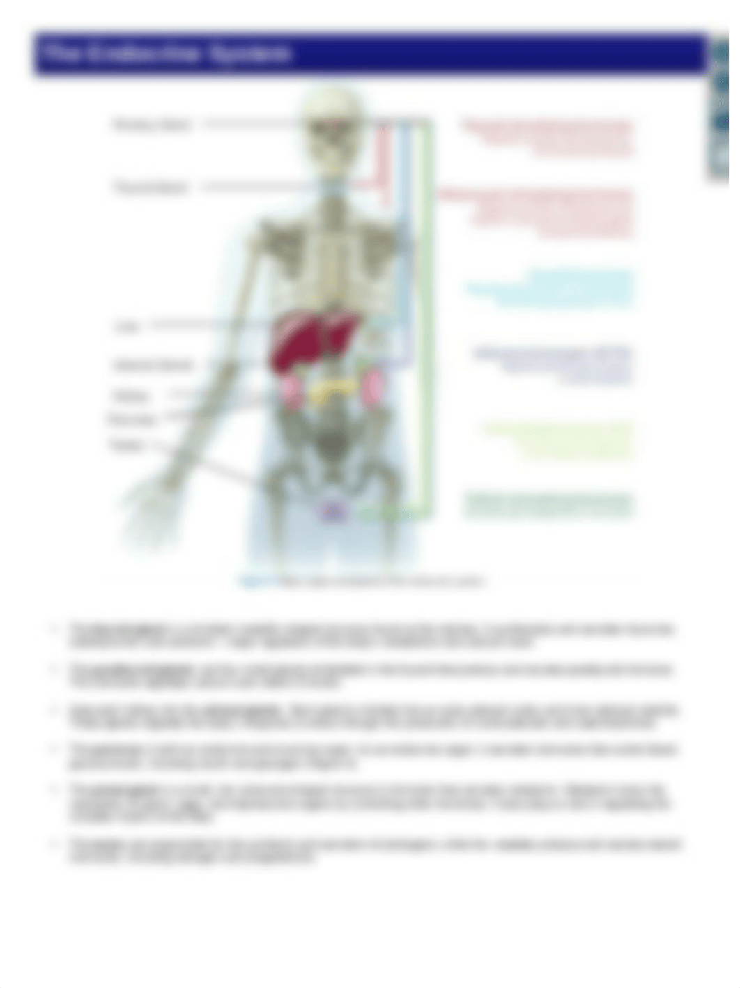 Lab 2 Endocrine.docx_d7740mjenar_page3