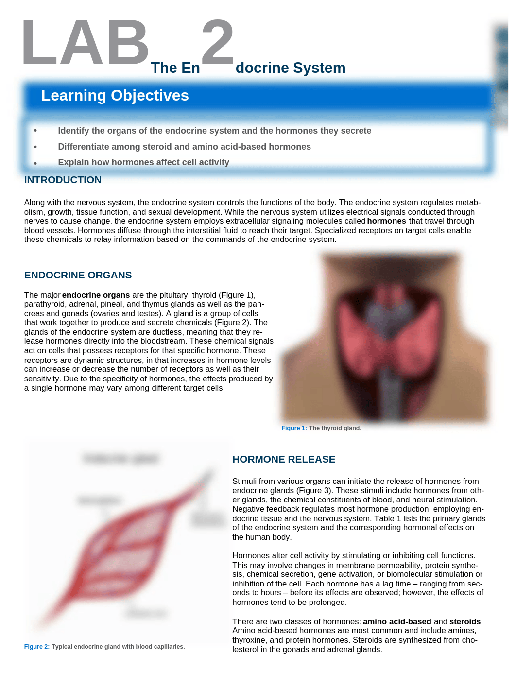 Lab 2 Endocrine.docx_d7740mjenar_page1