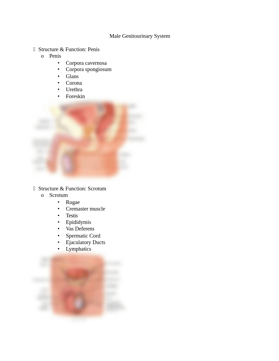 Male Genitourinary System.docx_d77bbylek9i_page1