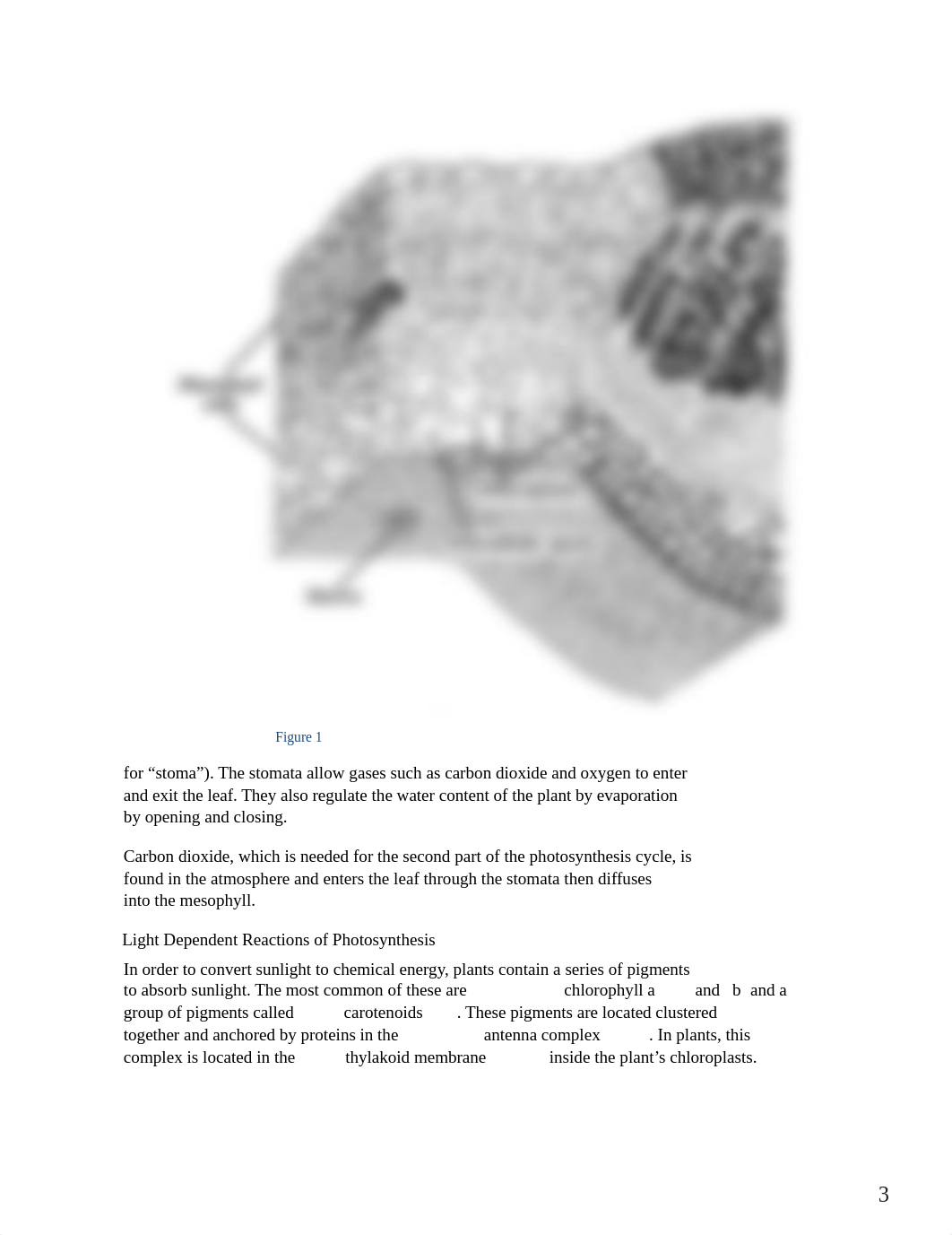 Photosynthesis Pigments.docx_d785ngig2iy_page3