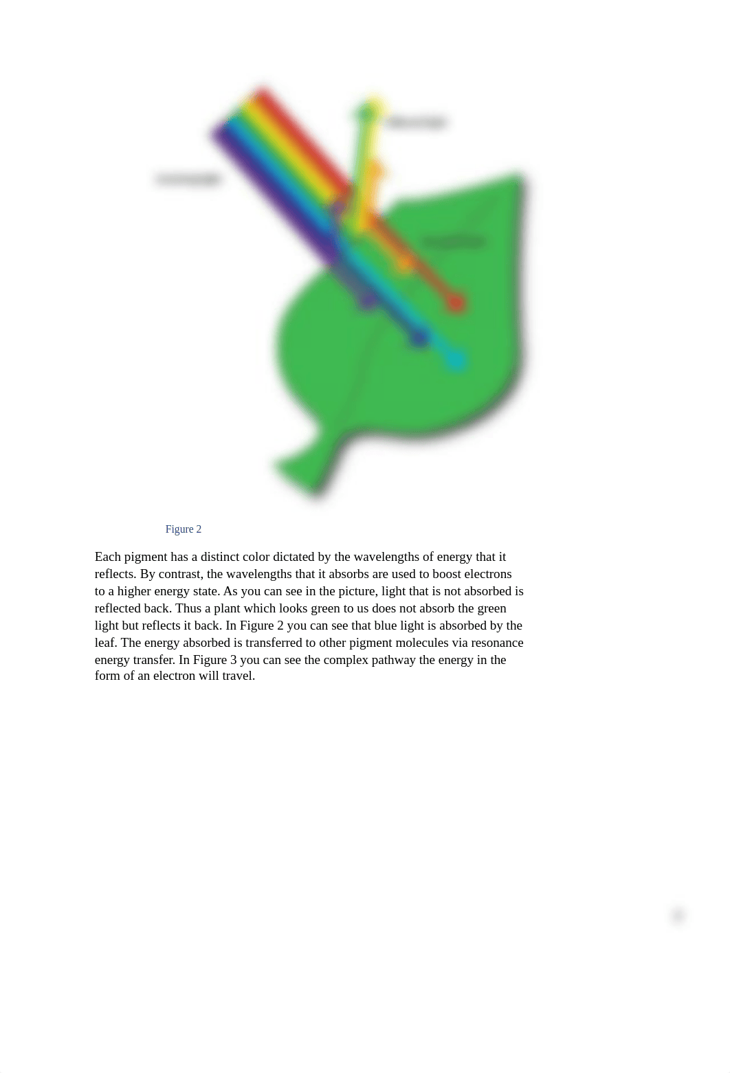 Photosynthesis Pigments.docx_d785ngig2iy_page4