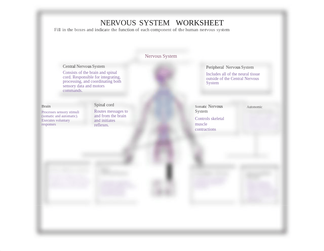 nervous-system-worksheets.pdf_d78785z1zmi_page1