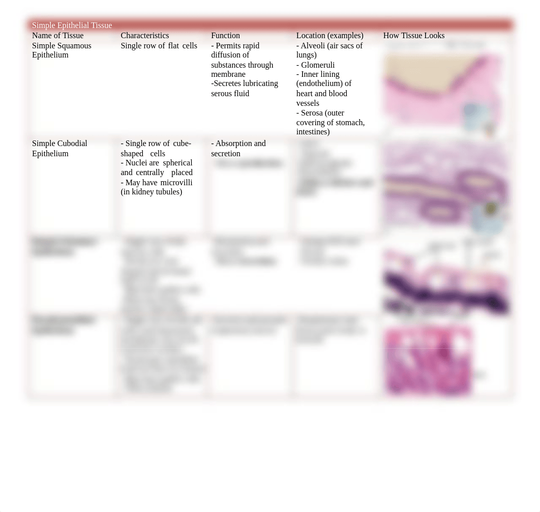 Simple Epithelial Tissue.docx_d78c7jbem0a_page1